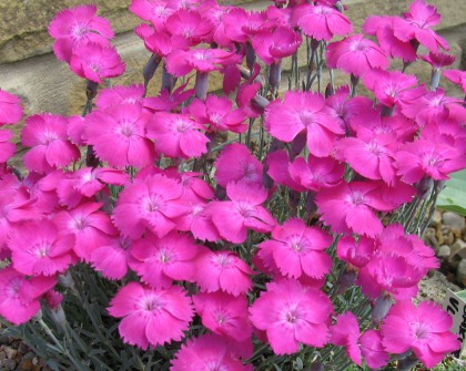 Dianthus 'Whatfield Magenta' 